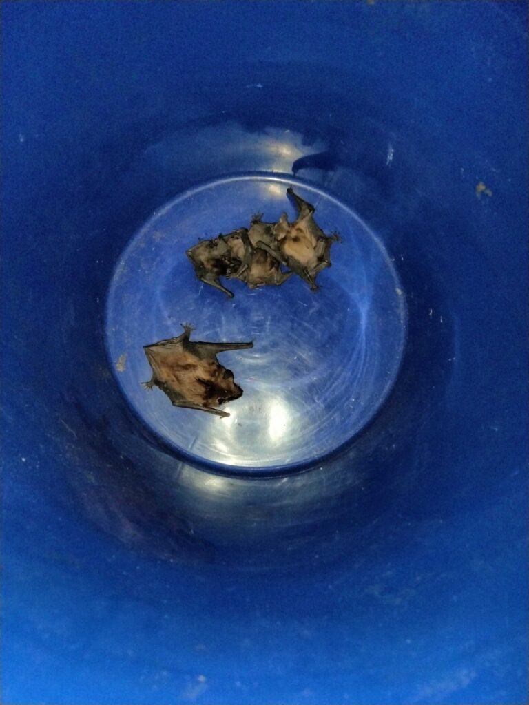 Animal Removal Schererville