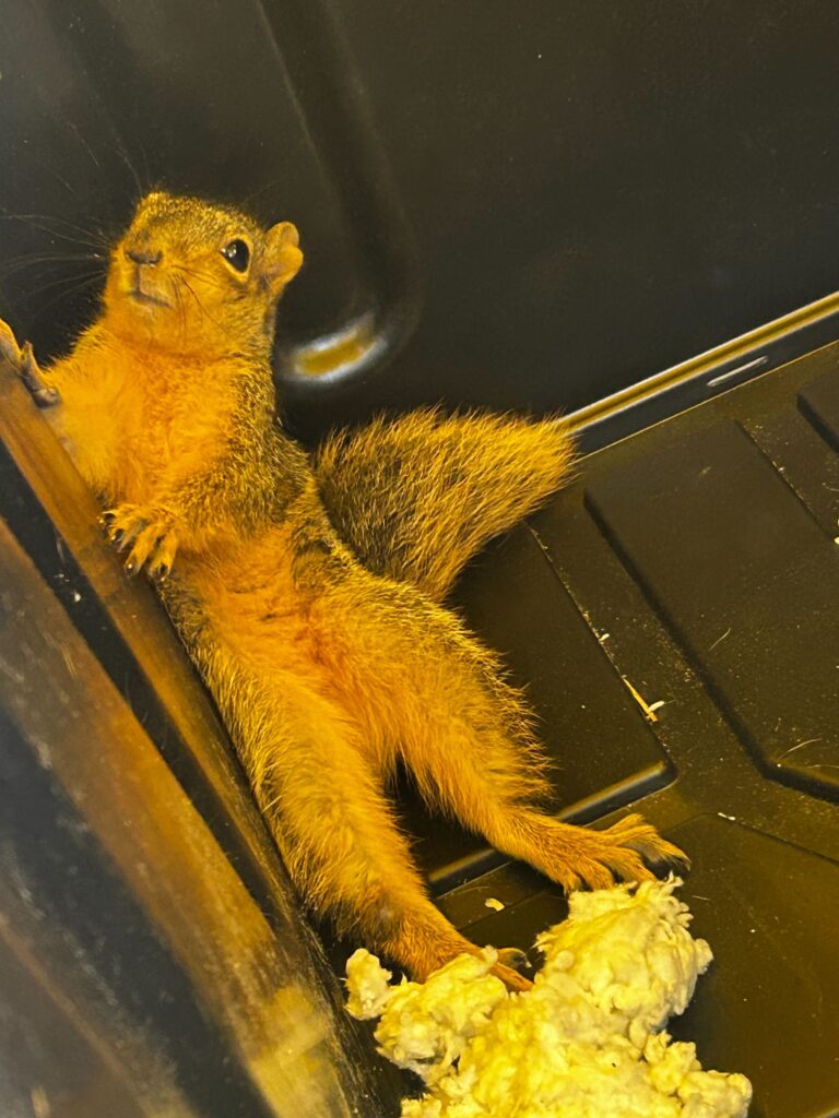Animal Removal Schererville