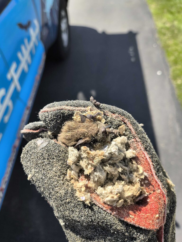 Animal Removal Schererville