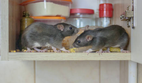 Animal Removal Schererville