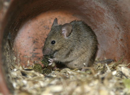 Animal Removal Schererville